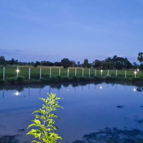 Peaceful night looking over the fish pond at The Better Life Place Rehab in Thailand.